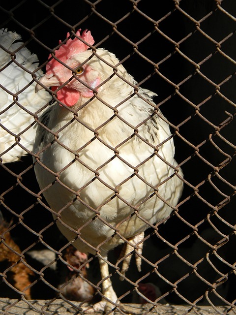 关键角色 关键角色